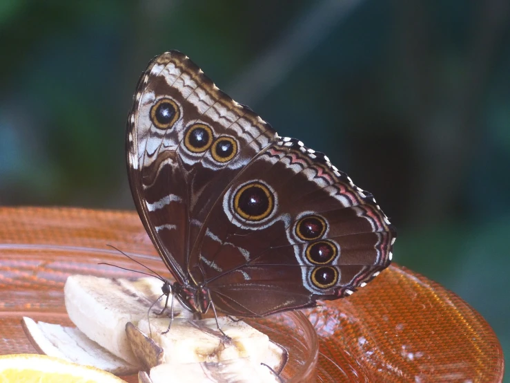 a close up of a butterfly on a banana, pretty blueeyes, chocolate, dolman, iridescent scales on her body