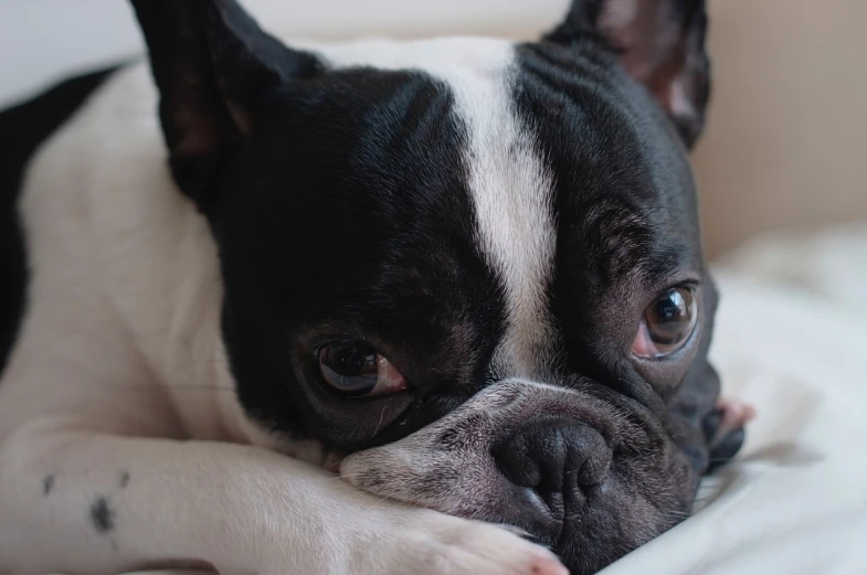 a black and white dog laying on top of a bed, pexels, bauhaus, french bulldog, exhausted face close up, closeup 4k, black hair and large eyes