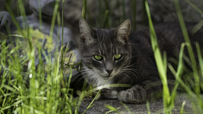 a cat that is laying down in the grass, a portrait, by Hans Schwarz, pixabay, in a menacing pose, 2 4 mm iso 8 0 0 color, green head, smokey