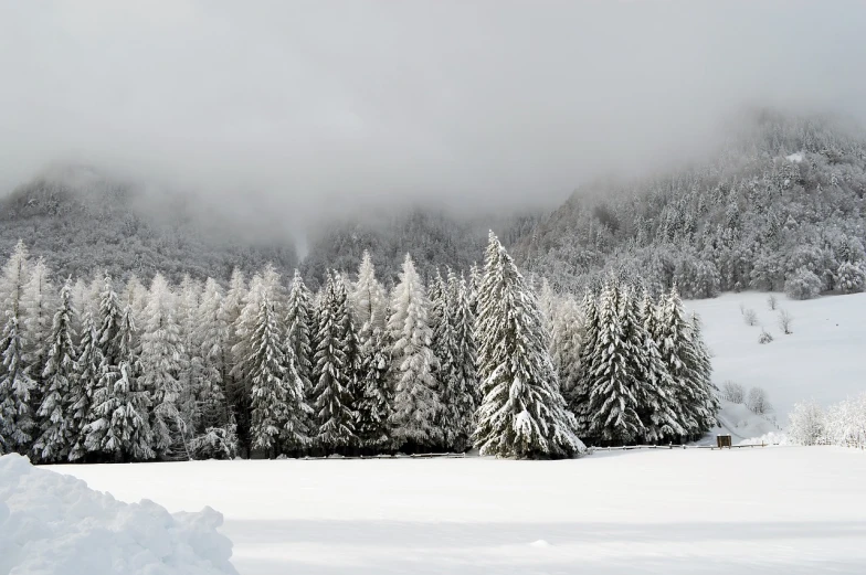 a man riding skis down a snow covered slope, a photo, flickr, romanticism, cypresses, covered in white flour, landscape photo, black fir