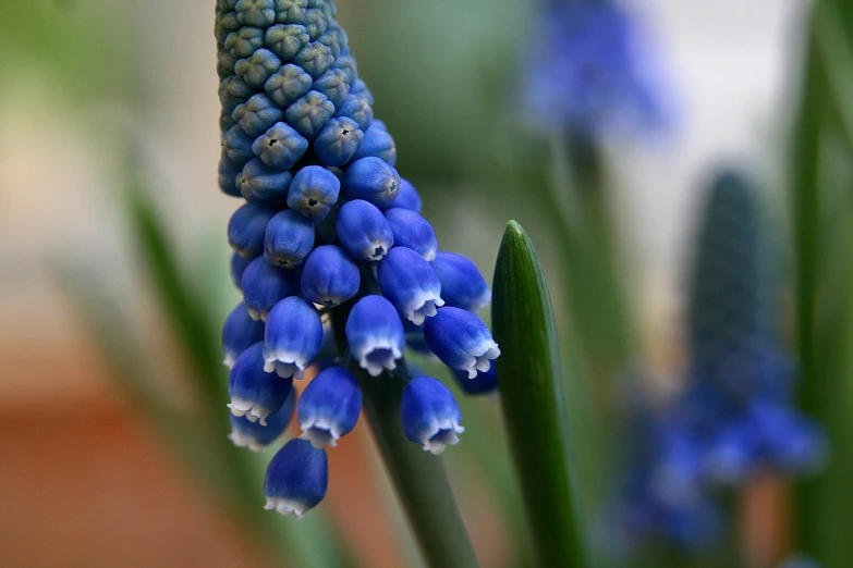 a close up of a bunch of blue flowers, by Jan Rustem, flickr, grape hyacinth, cone, deep colours. ”, beautiful flower