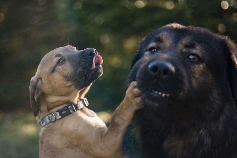 a couple of dogs standing next to each other, by Adriaen Hanneman, shutterstock, photorealism, licking out, close-up fight, they share one head. cinematic, 4k post
