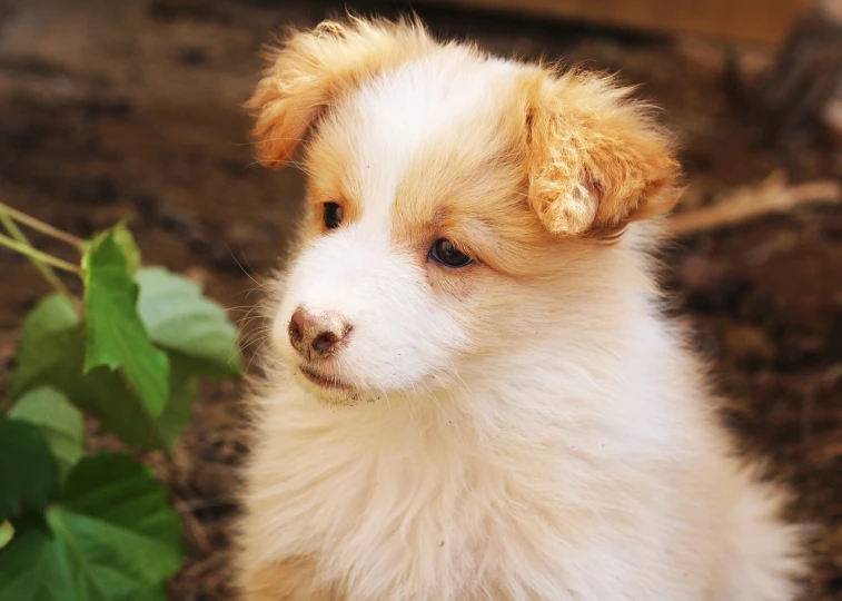 a brown and white puppy sitting next to a plant, by Maksimilijan Vanka, pixabay, renaissance, border collie, albino, closeup photo, fluffy orange skin