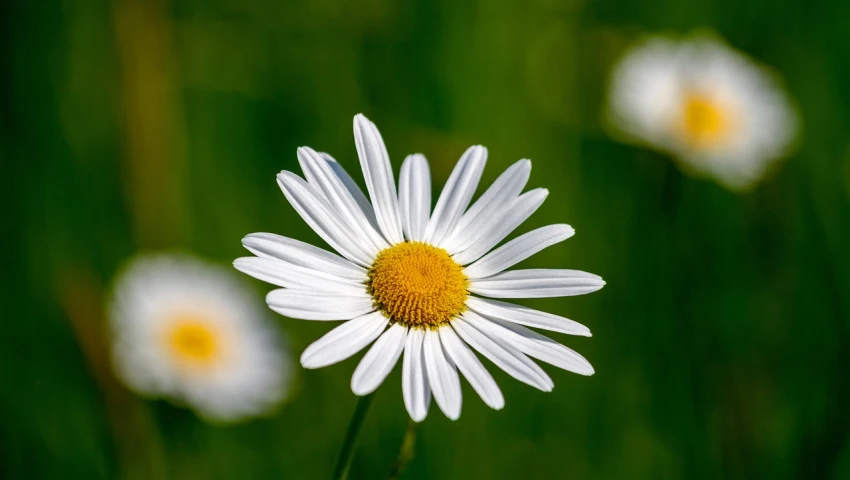 a close up of a flower in a field, a portrait, by Hans Schwarz, pixabay, minimalism, chamomile, various posed, angled, simplified