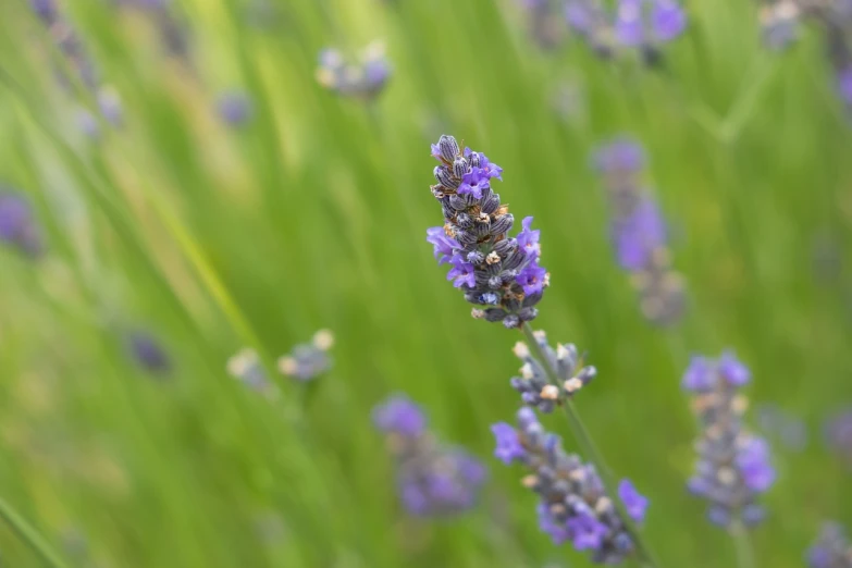 a close up of a bunch of purple flowers, a macro photograph, minimalism, in a lavender field in france, bokeh photo