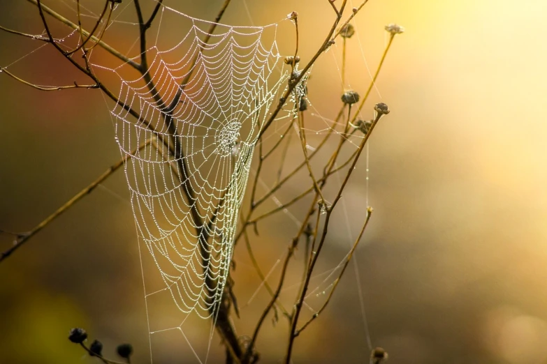 a spider web sitting on top of a tree branch, by John Gibson, flickr, sunrise colors, yellow mist, draped with water and spines, on canvas