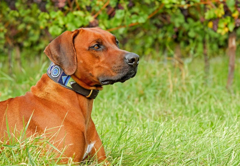 a brown dog laying on top of a lush green field, a portrait, by Dietmar Damerau, pixabay, wearing detailed leather collar, octa 8k, side profile, smooth technology