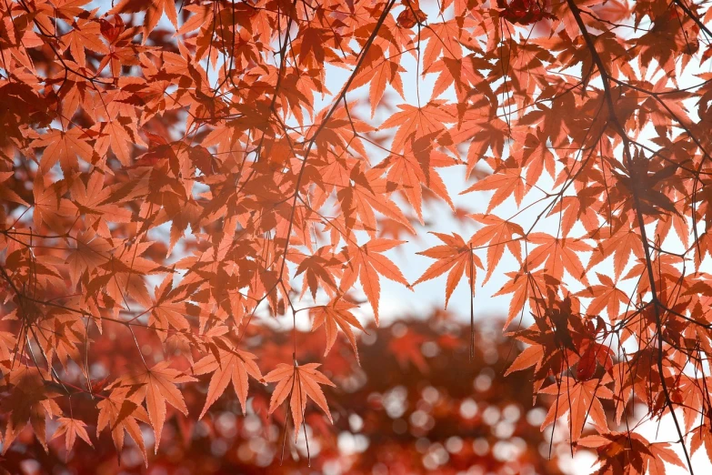 a close up of a tree with red leaves, a picture, by Kanō Tan'yū, shutterstock, depth of field background, japanese maples, 2 5 6 x 2 5 6, leaves in the air