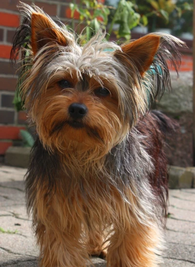 a small brown and black dog standing on a sidewalk, a portrait, by Edward Corbett, pixabay, hurufiyya, yorkshire terrier, very pretty face, taken in the 2000s, feathery fluff