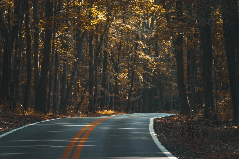 an empty road in the middle of a forest, black and yellow colors, flowing curves, americana, golden glow