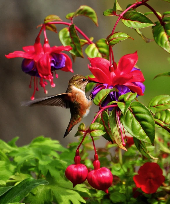 a hummingbird feeding from a fuchsia plant, by Cindy Wright, flickr, red and brown color scheme, beautiful flower, warm colors--seed 1242253951, beautiful model