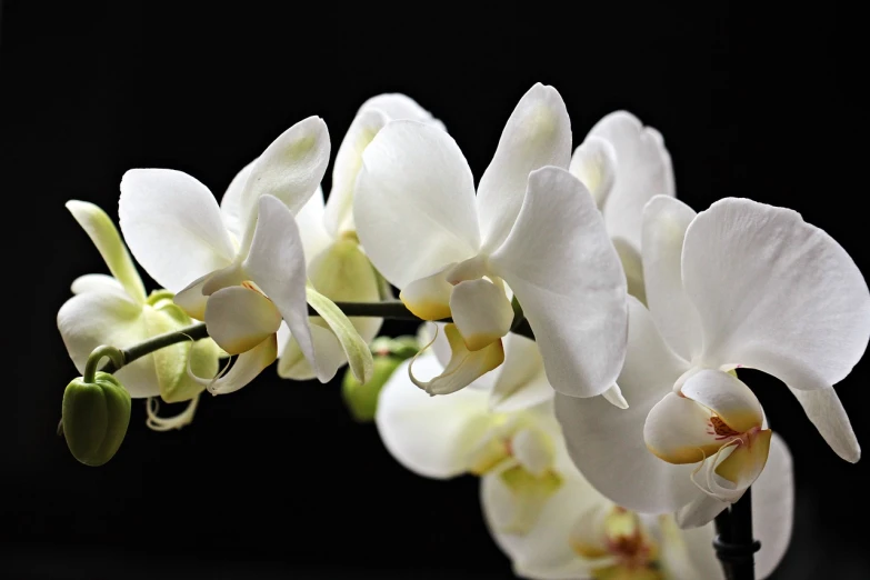 a close up of some white flowers in a vase, flickr, bauhaus, moth orchids, on black background, closeup photo, left profile