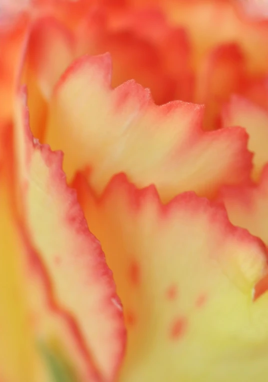 a close up of a yellow and red flower, a macro photograph, by Rhea Carmi, carnation, orange pastel colors, rose, detailed abstract