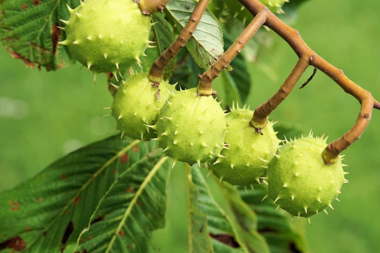 a bunch of green fruit hanging from a tree, inspired by Barbara Nasmyth, trending on pixabay, hurufiyya, chestnut hair, avatar image, spiky, wallpaper - 1 0 2 4