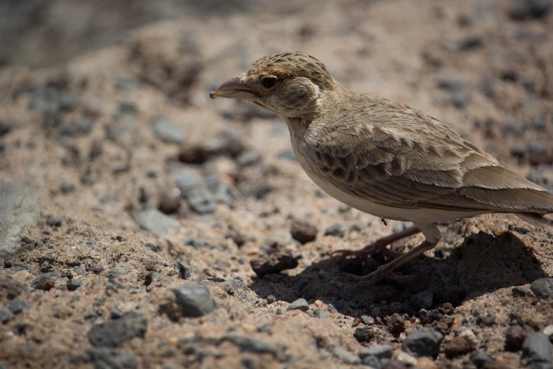 a bird that is standing in the dirt, by Dietmar Damerau, flickr, oman, hatched ear, adapted to a drier climate, photo taken in 2018