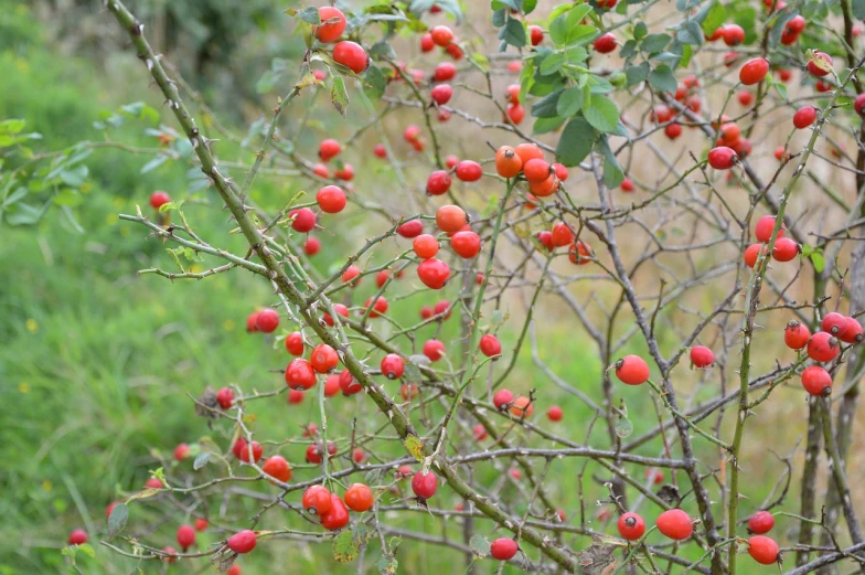 a bush filled with lots of red berries, arabesque, dead fruits, biological photo, rosa bonheurn, in the autumn