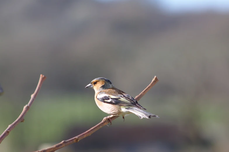 a small bird sitting on top of a tree branch, a portrait, flickr, figuration libre, hairs fluttering on the wing, manuka, scottish, photo taken from far away