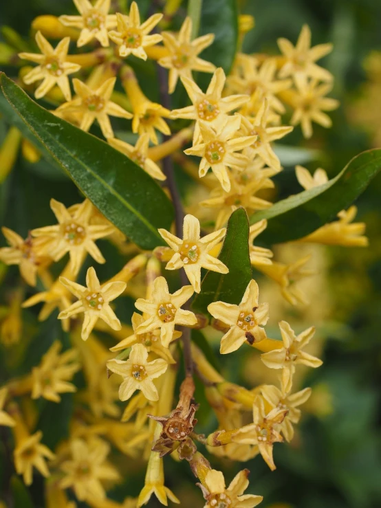 a close up of a bunch of yellow flowers, a portrait, by John Murdoch, shutterstock, hurufiyya, small and dense intricate vines, beauttiful stars, eucalyptus, elder