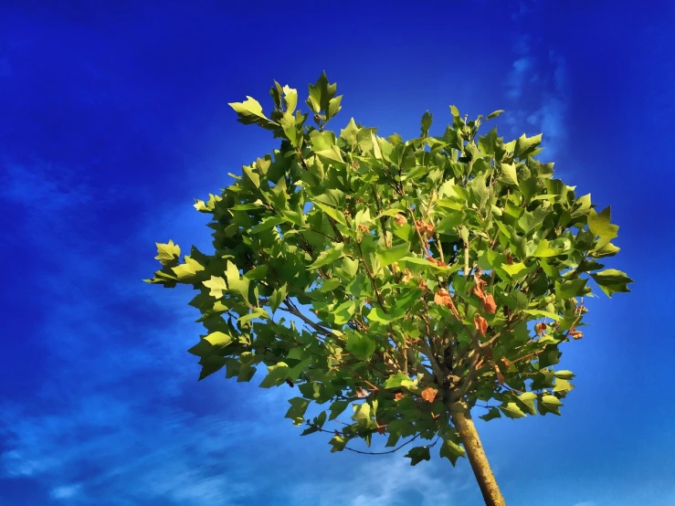 a tree with green leaves against a blue sky, hurufiyya, hdr photo, very beautiful photo, modern very sharp photo, sycamore