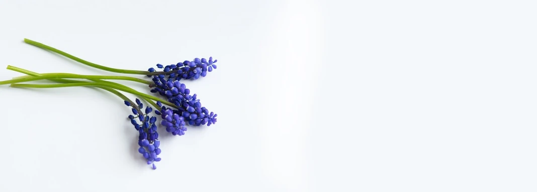 a bunch of purple flowers on a white surface, minimalism, grape hyacinth, miniature product photo