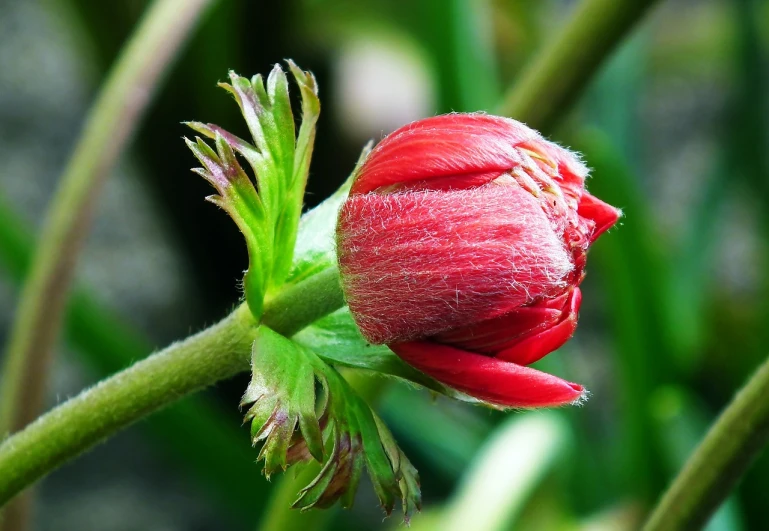 a close up of a red flower bud, hurufiyya, flowers growing out of its head, early spring, anemones, beautiful flower