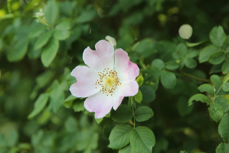 a close up of a pink flower with green leaves, romanticism, rose-brambles, 7 0 mm photo