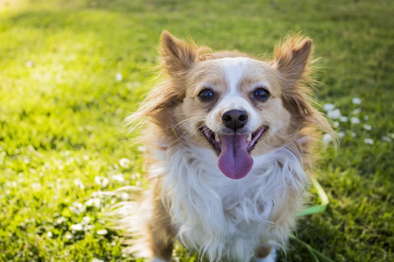 a brown and white dog sitting on top of a lush green field, a picture, shutterstock, long - haired chihuahua, highly detailed photo of happy, tongue out, at the park