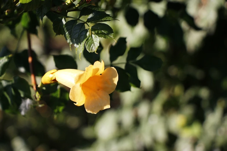 a close up of a yellow flower on a tree, by Linda Sutton, flickr, hurufiyya, melanchonic rose soft light, with soft bushes, bells, hibiscus