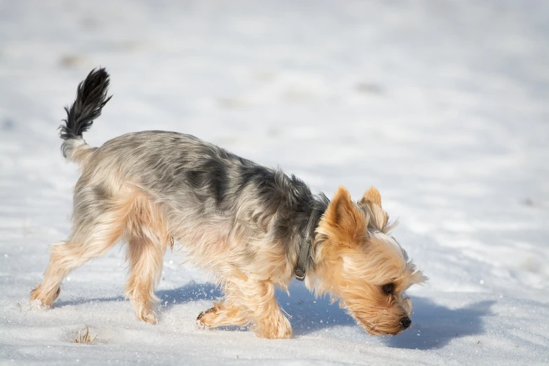 a small dog that is walking in the snow, by Richard Carline, shutterstock, baroque, bending over, malt, wallpaper - 1 0 2 4, yorkshire terrier