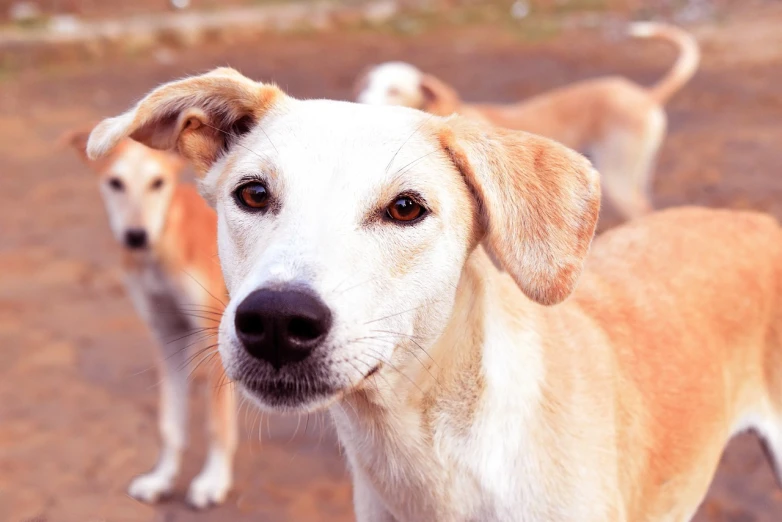 two brown and white dogs standing next to each other, a portrait, by Judith Gutierrez, shutterstock, lab in the background, village, closeup photo, kali