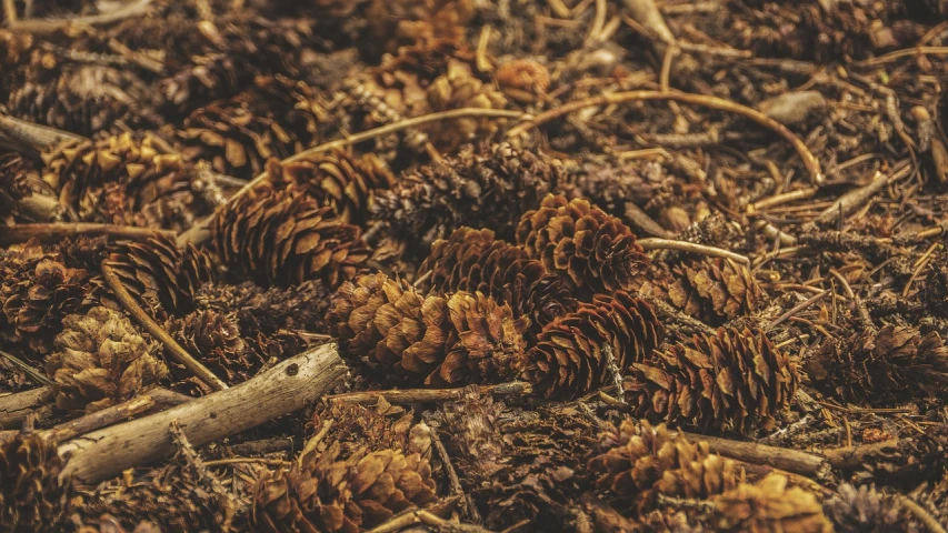 a pile of pine cones on the ground, a macro photograph, land art, atmospheric warm colorgrade, andes mountain forest, trees and pines everywhere, illustration!