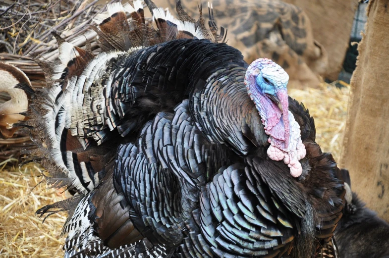 a turkey standing next to a pile of hay, a portrait, flickr, hurufiyya, iridescent scales on her body, closeup 4k, very detailed black feathers, ham