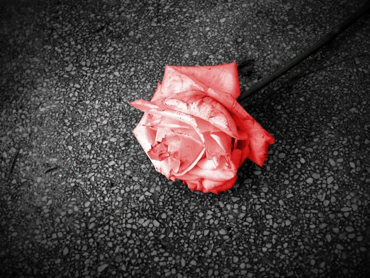 a rose that is laying on the ground, a black and white photo, selective color effect, pink and red colors, broken road, love and death