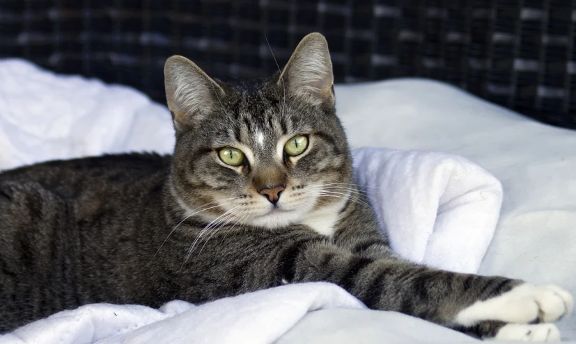 a close up of a cat laying on a bed, a portrait, by Terese Nielsen, shutterstock, in a sun lounger, attractive and good looking, stock photo, very sharp photo