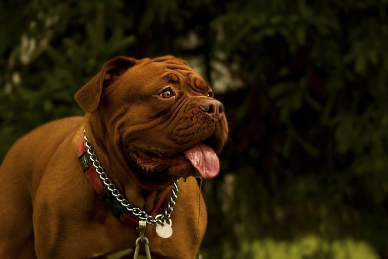 a brown dog standing on top of a lush green field, a photo, pexels, renaissance, mad dog on a chain, wrinkled big cheeks, cigar, reddish