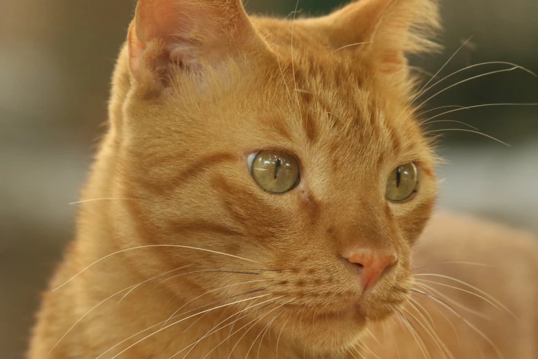 a close up of a cat with green eyes, by Edward Corbett, flickr, an orange cat, ginger cat, detailed hd, clean detail 4k