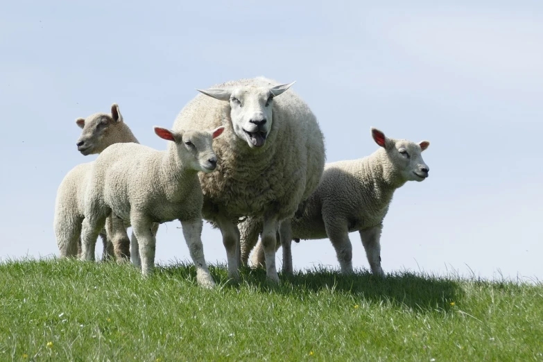 a herd of sheep standing on top of a lush green field, a picture, by Jan Tengnagel, shutterstock, licking out, white muzzle and underside, stock photo, dad