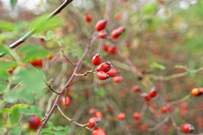 a bunch of red berries hanging from a tree, a photo, by Georgina Hunt, shutterstock, rose-brambles, close-up product photo, stock photo, dead fruits