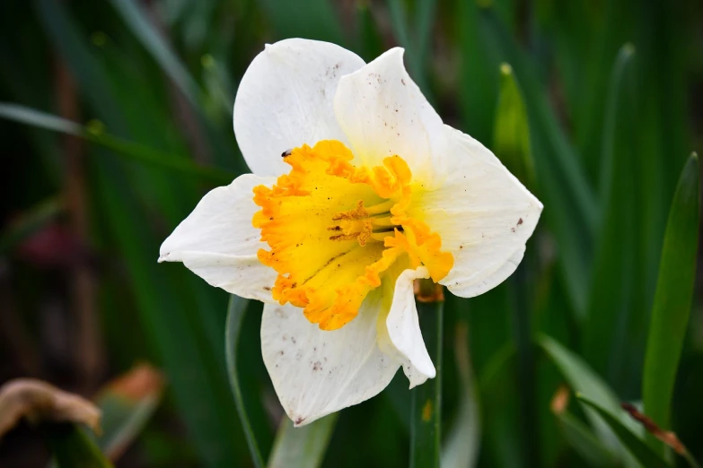 a close up of a white and yellow flower, by David Garner, flickr, myth of narcissus, with a long white, reddish, battered