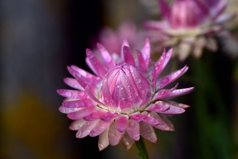 a close up of a pink flower with water droplets, by Tom Carapic, paper chrysanthemums, beautiful rendered, very sharp photo