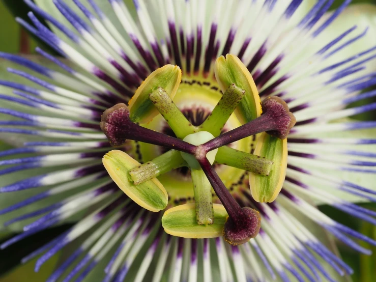 a close up of a purple and white flower, by Robert Brackman, flickr, hurufiyya, passion fruits, symmetrical detail, kiwi, ultrafine detail ”