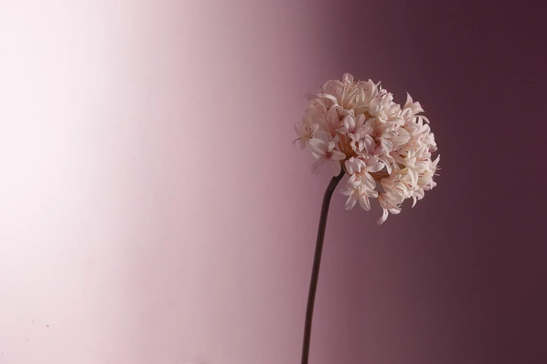 a close up of a flower in a vase, minimalism, dull pink background, fading off to the horizon, chrysanthemum and hyacinth, fine simple delicate structure