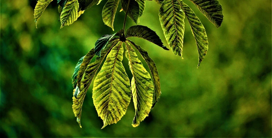 a close up of a leaf on a tree, by Jan Rustem, trending on pixabay, art photography, elm tree, green backlight leaves, disease, dramatic lighting !n-9