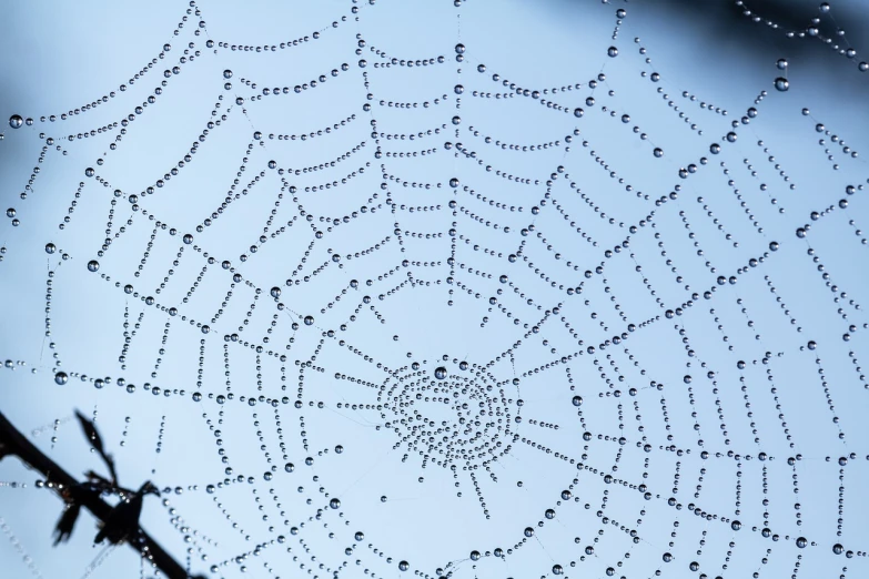 a spider web with water droplets on it, by Slava Raškaj, shutterstock, net art, beads of sweat, infinite intricacy, low angle photo, stock photo