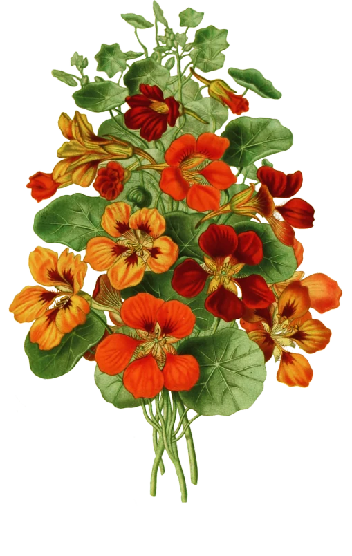 a bouquet of orange and yellow flowers on a black background, by Margaret Bingham, flickr, art nouveau, celestial red flowers vibe, circa 1 8 5 4, red orange and yellow leaves, peter sculthorpe