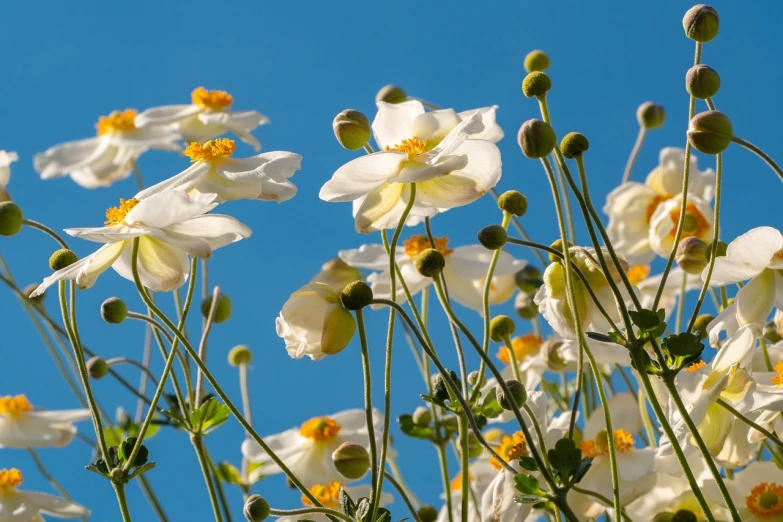 a bunch of white flowers against a blue sky, inspired by Anna Ancher, shutterstock, anemone, yellow flowers, closeup photo