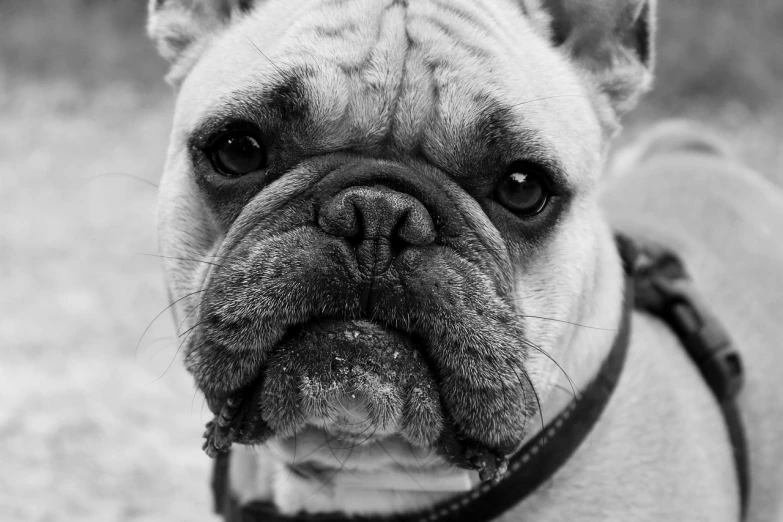 a black and white photo of a dog, a black and white photo, inspired by Elliott Erwitt, pexels, wrinkly forehead, pudgy, fierce expression 4k, portrait of shrek