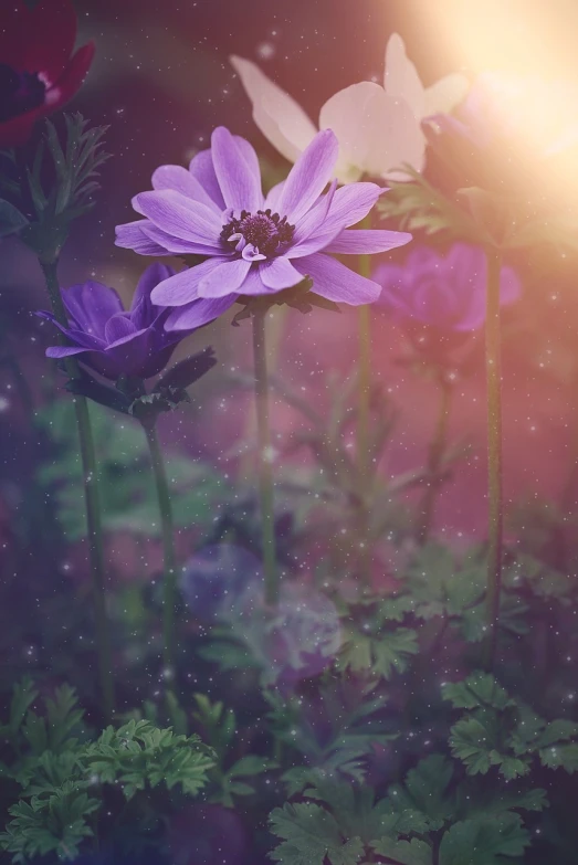 a couple of purple flowers sitting on top of a lush green field, romanticism, shining its light among stars, vintage color, anemone, background image