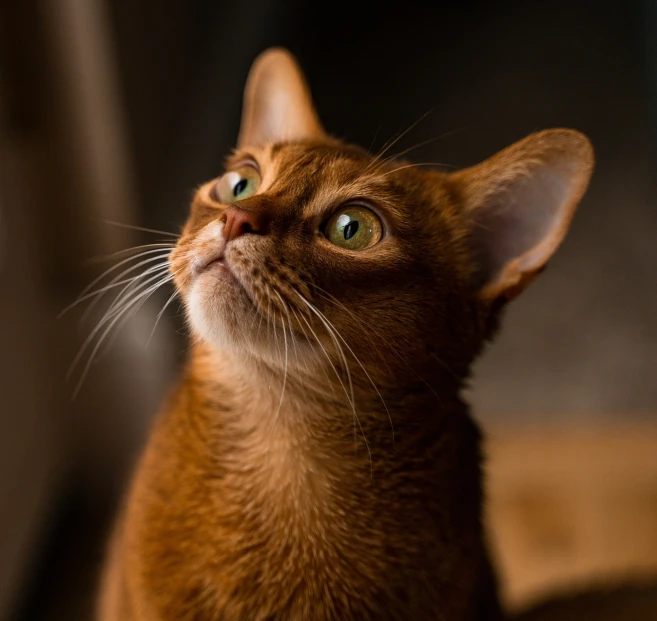 a close up of a cat looking up, by Anna Haifisch, pexels, renaissance, breed russian brown toy terrier, buddhist, beautiful natural lighting, tabaxi monk