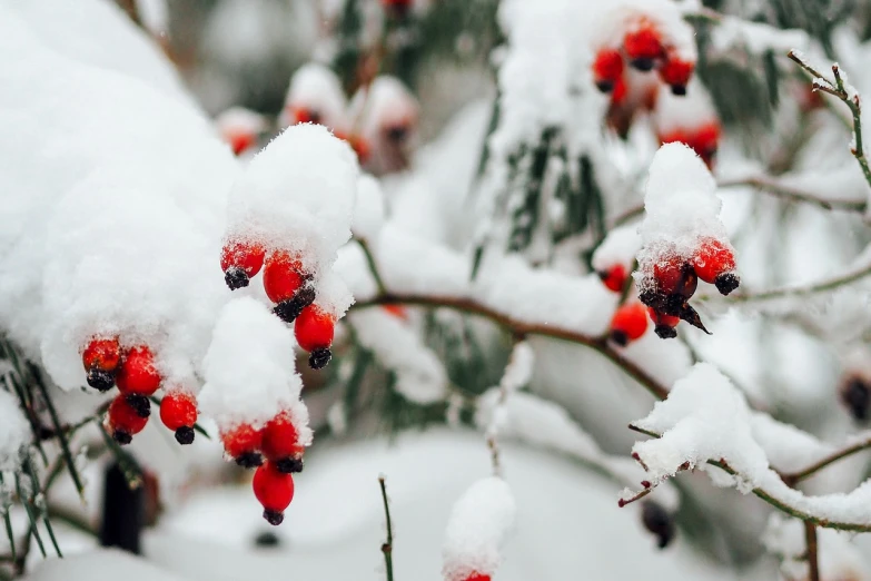 a bunch of red berries covered in snow, by Anna Haifisch, pexels, white and orange, 🦩🪐🐞👩🏻🦳, an illustration, photo on iphone